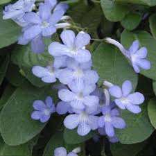 Image result for Streptocarpus kamerunensis
