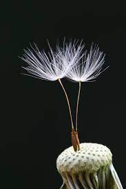 International Garden Photographer Of The Year In Pictures Dandelion Flowers Photography Dandelion Seed