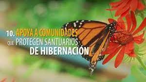 10 Cosas Que Puedes Hacer Para Salvar A La Mariposa Monarca Youtube
