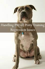 Pitbull puppy training tips pro tip: Pitbull Puppy Training Tips Potty Training Regression