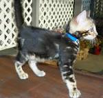 Bengal Cat Facts | Bengal Cat World