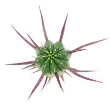 Image result for Euphorbia plenispina