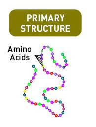 • covalent bonds in the primary structure of protein: Four Types Of Protein Structure Primary Secondary Tertiary Quaternary Structures