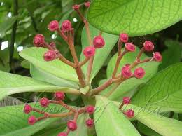 Image result for Euphorbia grantii