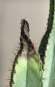 I've only watered it a handful of times since then. Cactus Is Turning Black Help Bbc Gardeners World Magazine