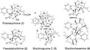 Image result for Strychnos matopensis