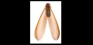 Little's termite & pest control. Pest Control Allentown Pa Exterminator Allentown Fast Quotes