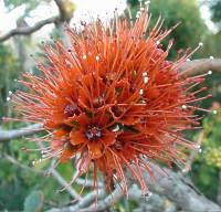 Image result for Melianthaceae
