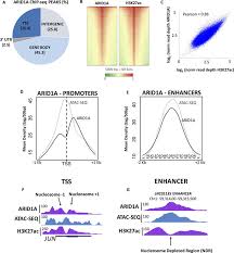 Arid1a Binds Active Enhancers And Promoters In Occc Cells