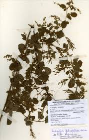 Image result for Indigofera fulvopilosa