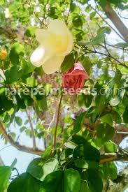 Image result for Bauhinia tomentosa