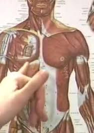 It contains both an anterior and. Ace S Practical Guide To Functional Upper Body Anatomy Alexander Street A Proquest Company