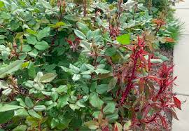 Pictures of knockout roses diseases. Rose Rosette Disease Treatment Whats Ur Home Story