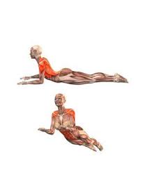 Ardha Bhujangasana Yoga Exercises And Workouts Half Cobra Pose Yoga Anatomy Yoga Muscles Yoga Asanas