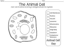 This is a basic illustration of a plant cell with major parts labeled. Let S Map Plant And Animal Cells By A House Called Home Tpt