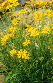 7 Perennials That Will Bloom Multiple Times This Summer In 2020 Perennial Plants Plants Outdoor Plants