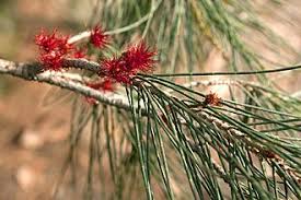 Image result for Casuarina verticillata