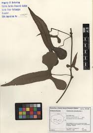 Image result for Aristolochia odoratissima L.