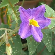 Maybe you would like to learn more about one of these? Spiny Solanums