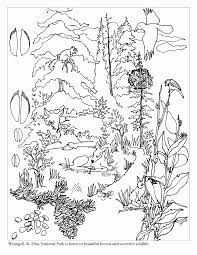 Print forest coloring pages for an adventure in the rainforest. Free Biome Coloring Pages Coloring Home