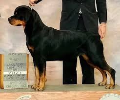 Image result for Rotala gossweileri