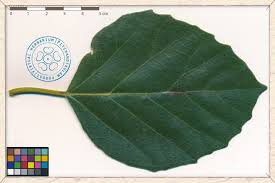 Image result for Cordia myxa