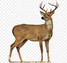White Tailed Deer Clip Art Transparency Png 617x773px Watercolor Cartoon Flower Frame Heart Download Free In this photoshop tutorial, learn how to change the default white background to transparent. white tailed deer clip art transparency