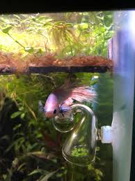 This double fleece lined pvc bed uses stainless steel hardware to attach to. Bought Peekaboo A Nice Betta Bed On R Aquaswap He D Still Rather Sleep On The Co2 Drop Checker Bettafish