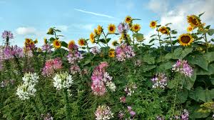 Cleome Or Spider Flower Home Garden Information Center