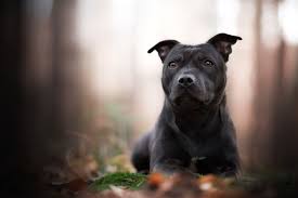 Black/white, red/white, fawn/white, blue/white, and even brindle/white. Staffordshire Bull Terrier Full Profile History And Care