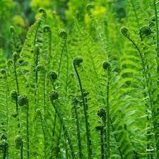 Pokok ini digelar sebegini kerana ia berbentuk kipas dan daunnya kelihatan seperti daun pisang. Pengelasan Tumbuhan Sains Tingkatan 2 Biodiversiti