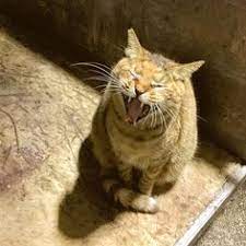 搬了2天下雨2天還是得搬回家 貓 貓咪 街貓 猫写真 喵 喵星人 ねこ 猫 猫咪 猫部 猫好き 外猫 自由猫 野良猫 neko a