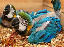 S p 1 f c o 0 a n s k x o r e w i 8 k d. Zimba Exotic Posts Facebook