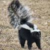 Skunks are another common creature you'll see in many locations, though if you need one fast then take a look in and around strawberry, ringneck creek in northwest lemoyne, or van horn. 1
