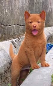 Check spelling or type a new query. ÙƒÙ„ Ø§Ù†ÙˆØ§Ø¹ ÙƒÙ„Ø§Ø¨ Hmong Docked Tail Ù†ÙˆØ¹ ÙÙŠØªÙ†Ø§Ù…ÙŠ Ù†Ø§Ø¯Ø± Facebook