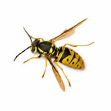 We control and remove ants, cockroaches, rats, mice, bees, termites, spiders, cockroaches, flying insect problems, bed bug busters r us pty ltd is a 100% australian family owned business with many years experience in commercial, industrial and domestic pest. About Bug Busters Environmental Pest Management Systems Environmental Pest Management