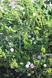 Image result for Melaleuca sp. A (Biegel 5741)