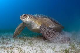 Image result for turtle