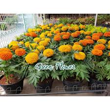 Bunga kemuning berdahan rimbun pokok kemuning tempat berlindung beburung unggas sudah tahu kepalaku pening mengapa dipaksa aku bertugas. Tanaman Bunga Marigold Tanaman Bunga Tahi Ayam Shopee Indonesia