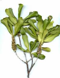 Image result for Rapanea