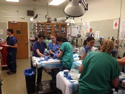 • large animal clinic • small animal clinic • client services/administrative • support services (including laboratory, pathology, pharmacy, central services, and diagnostic. Uc Davis Treating Dozens Of Pets Badly Burned In Valley Fire Butte Fire Free Of Charge Seeks Donations Cbs San Francisco