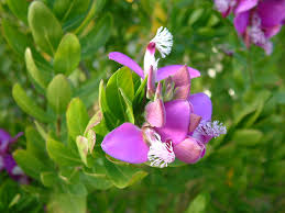 Image result for Polygala marensis