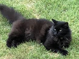 The domestic long hair is actually the product of mixed breeding, over several generations. Lost Cat Domestic Long Hair In Gwynn Oak Md Lost My Kitty