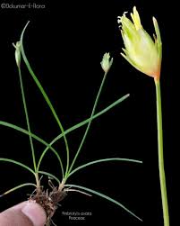 Image result for Abildgaardia ovata