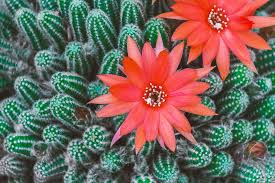 D majord and a midnight car tow. Cactus Blossom 1080p 2k 4k 5k Hd Wallpapers Free Download Wallpaper Flare