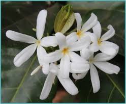 Image result for Ancylobothrys