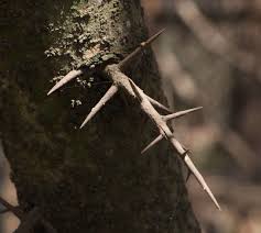 Image result for Homalium abdessammadii