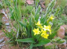 Image result for Felicia mossamedensis