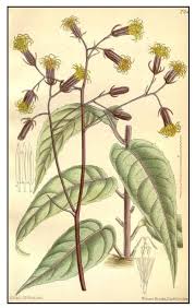 Image result for health benefits of longevity spinach