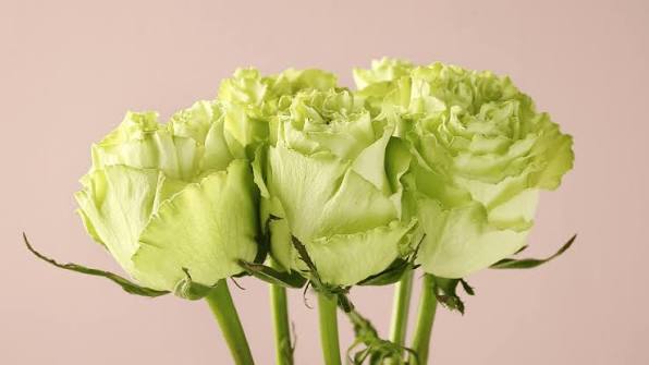 6 Stunning Green Roses for Your Next Arrangement